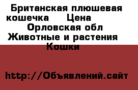 Британская плюшевая кошечка.  › Цена ­ 1 000 - Орловская обл. Животные и растения » Кошки   